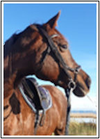 Bridlework