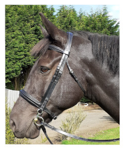 Bridle fitting